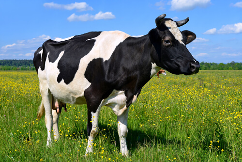 Vaca en una pastura
